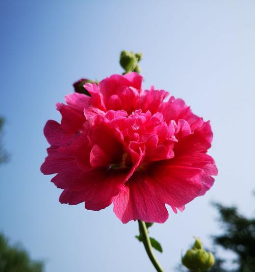 不好的花语——以什么花的花语是不好的（揭秘这些不幸的花语）