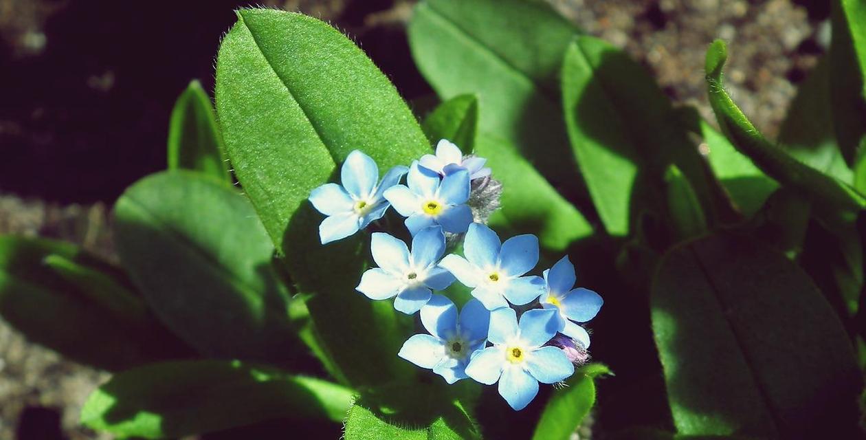 等待爱情，以百合花的花语为主题（花开有时）