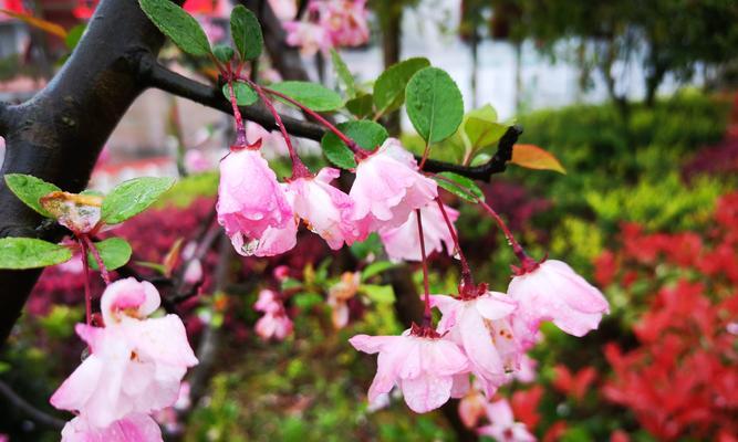 等你如花绽放——探寻“玫瑰花”的花语（传递爱意与期待的鲜花之语）