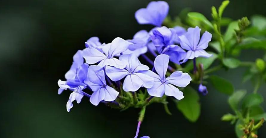 道歉之花——向真心说对不起的花朵（以玫瑰花的花语为主题）