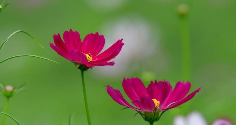 花语多情，浪漫满溢（以玫瑰花为主题的多情花语）