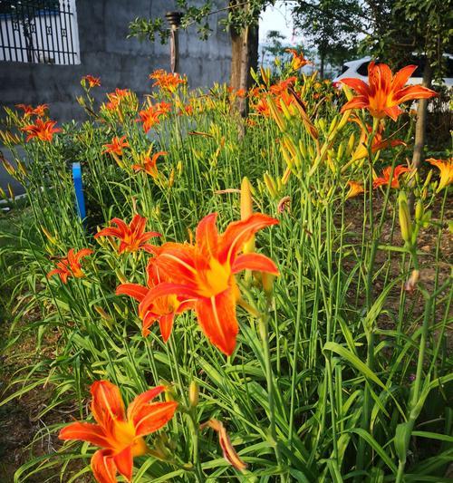 缘尽花开（以菊花的花语放下过往）