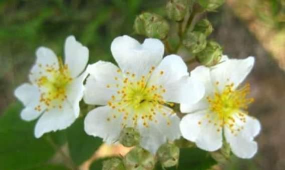 父爱如山（以菊花为载体）