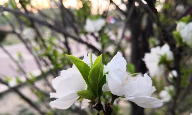 茉莉花的花语（茉莉花）