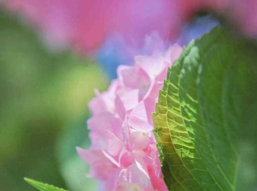 幸运之花（菊花的吉祥与幸运）