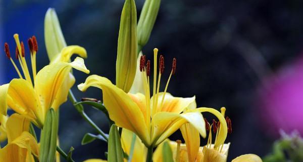 和平之花——白色鸢尾花的花语（传递和平与宁静的鸢尾花）