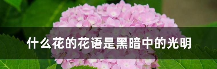 黑暗之花（以曼陀罗花的花语为线索）