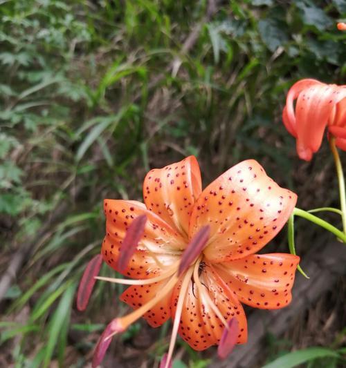 黑夜中的光明——以夜来香花的花语为主题（夜来香）