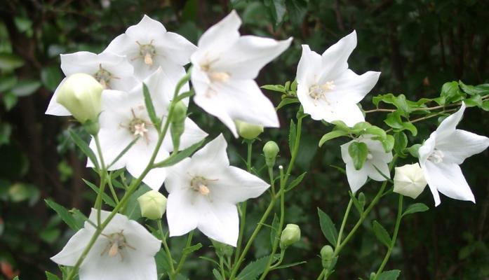 幻想之花（以蓝色风信子的花语为主题）