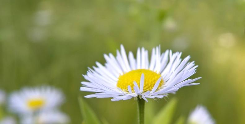 解脱的花语——以白色莲花为例（追寻内心的自由和平静）