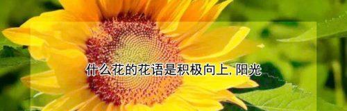 花开绝交，友谊成尘（以什么花的花语是绝交）