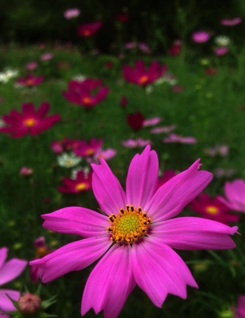 可爱花语（向日葵的花语和特点）