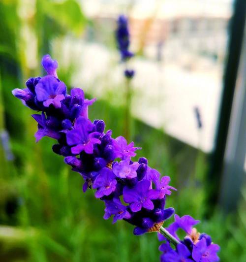 浪漫花语——缘定花间（以玫瑰花的花语为主题的浪漫描写）