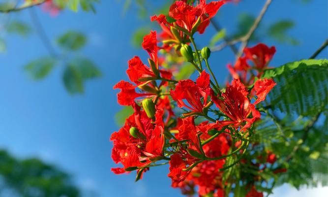 以百合花的花语为主题的文章（百合花）