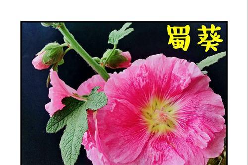 梦想之花（以风信子为花语）