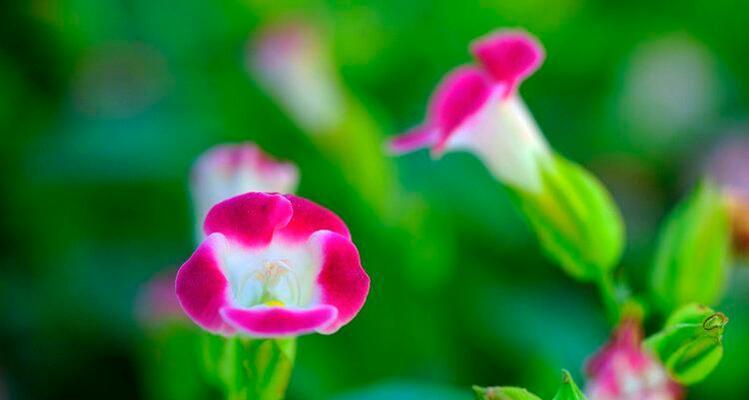 花语揭秘（以牵牛花为例）