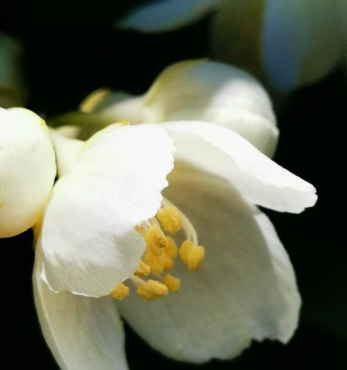 平安花语——以菊花为主题的花语解读（菊花花语的含义与传统文化中的平安象征）