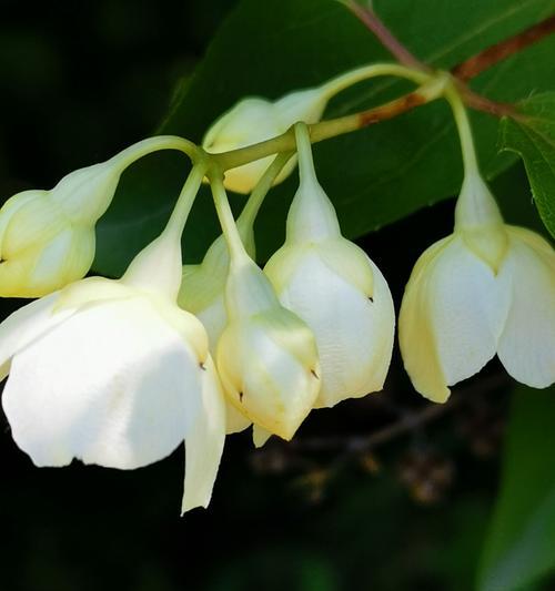 平安花语——以菊花为主题的花语解读（菊花花语的含义与传统文化中的平安象征）