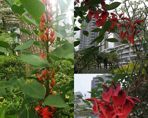 平安花语——以菊花为主题的花语解读（菊花花语的含义与传统文化中的平安象征）