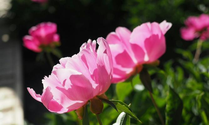 平凡之美——以百合花为主题的花语文章（探寻百合花的平凡之美与深层含义）