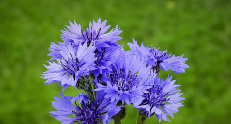 破镜重圆的花语-花开花落，生命重启（以百合花的花语诠释破镜重圆的美好时刻）