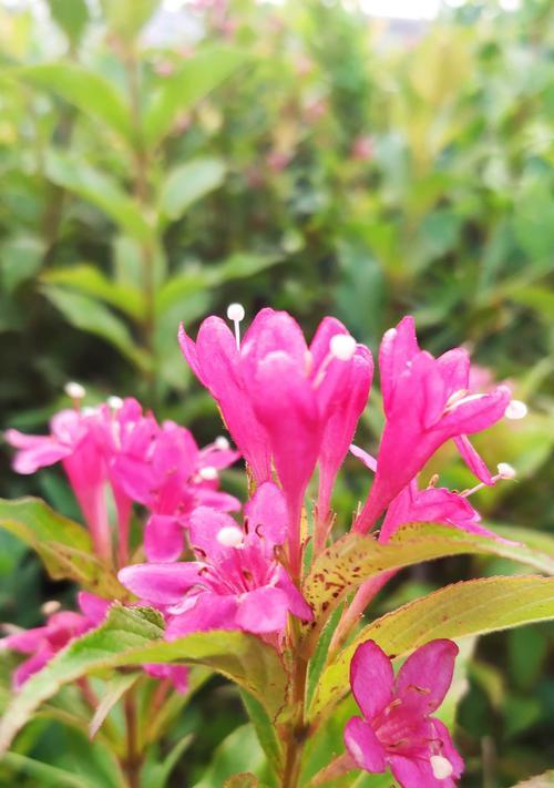 前程似锦的花语——迎春花（迎春花的花语和象征意义）