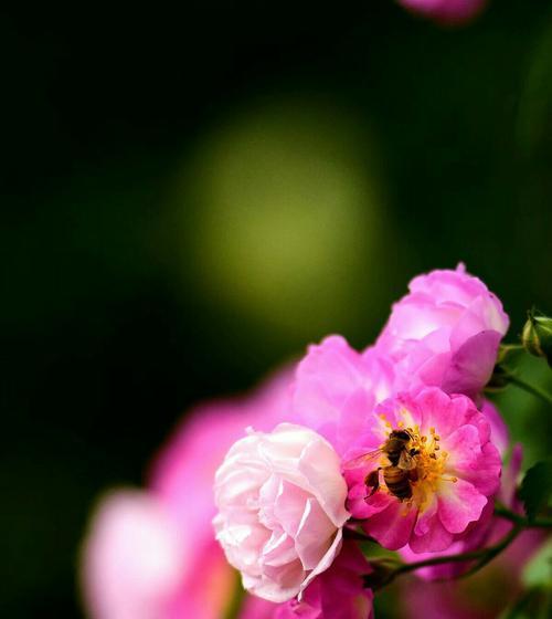 热烈的爱之花语——玫瑰花的浪漫传说（激情）