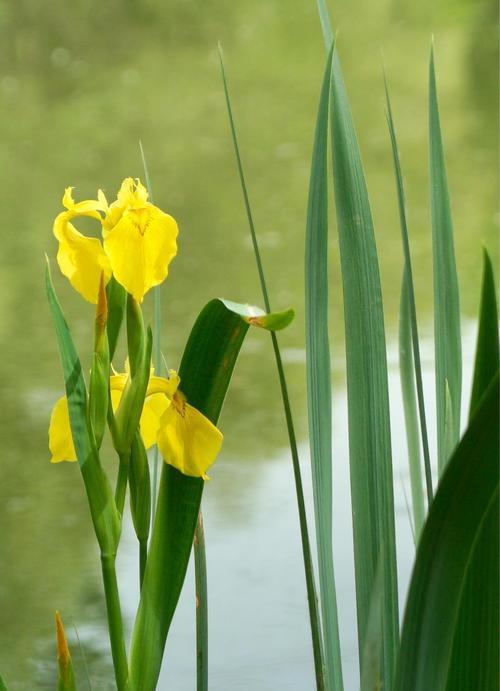 以勇者菊花为主题的胜利之花（用菊花的花语传递胜利的力量）