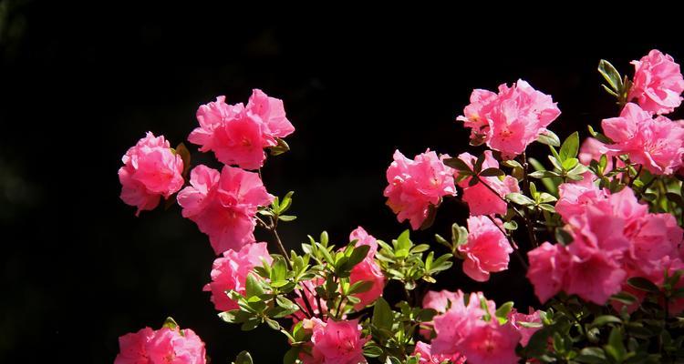 以牡丹花的花语守护一生（牡丹花的花语及其象征的守护一生的美好寓意）