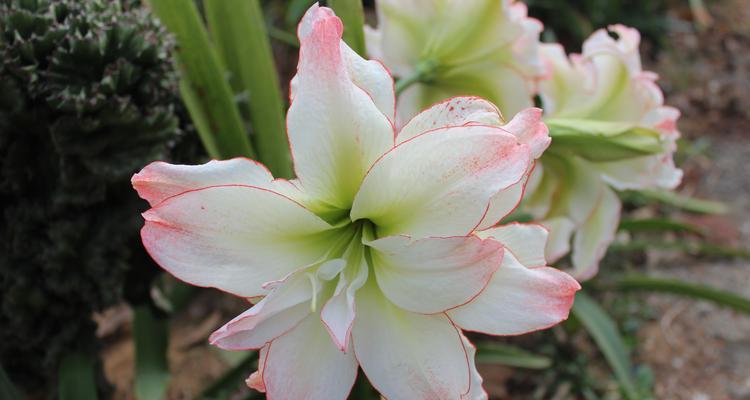 温柔善良的花语——以百合花为主题的花语（传递爱与关怀的百合花语之美）