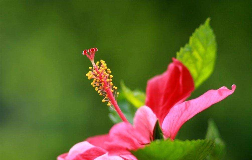 温柔善良的花语——以百合花为主题的花语（传递爱与关怀的百合花语之美）