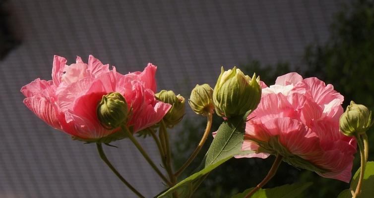 芙蓉花几月份开花（关于芙蓉花的开花时间）