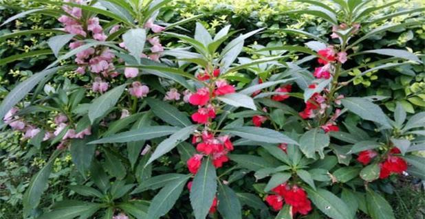 凤仙花怎么种植方法（详解凤仙花栽培技术）