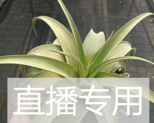 空气凤梨花的养殖方法有哪些（种植空气凤梨的注意事项）