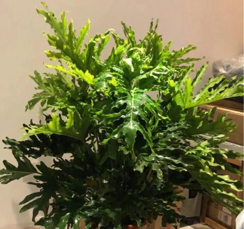 适合长期在室内耐阴的植物（长期室内耐阴植物大全）