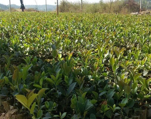 茶油树种植所需的条件（为了成功种植茶油树）