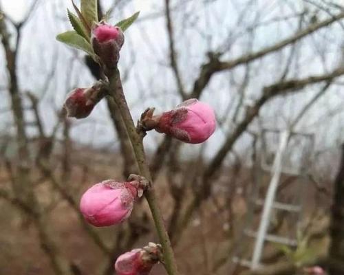 桃树的种植方法和管理（关于桃树的栽培与管理）