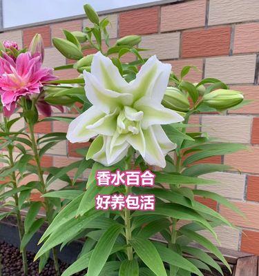 百合花盆栽怎么养（百合花盆栽养殖方法讲解）