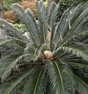 铁树开花是几月份（观赏铁树花期简介）