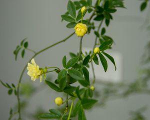 木香花好养活吗（有关木香花的养殖方法）