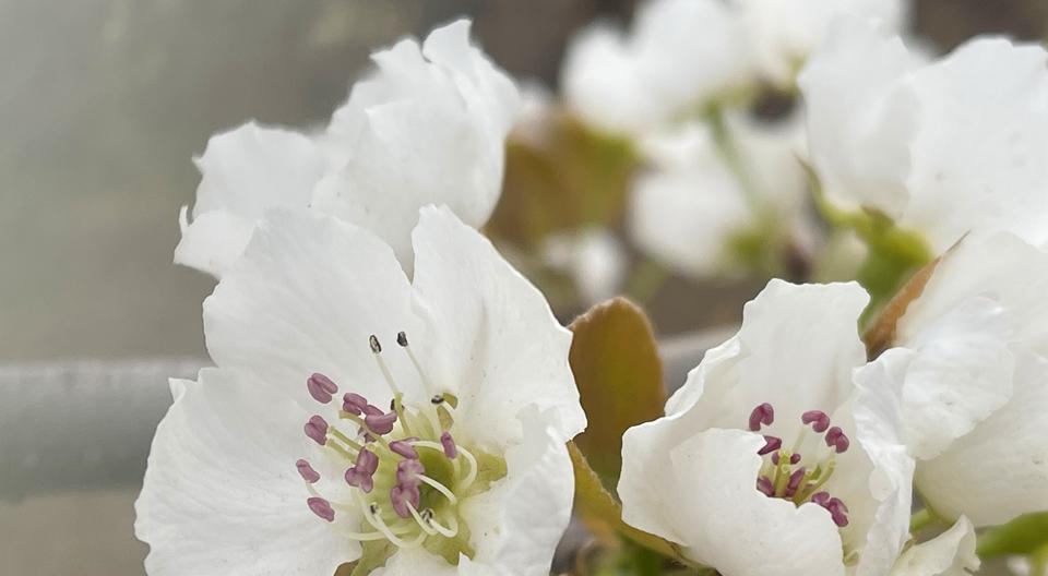 梨花花期一般在几月份（观赏梨花花期简介）