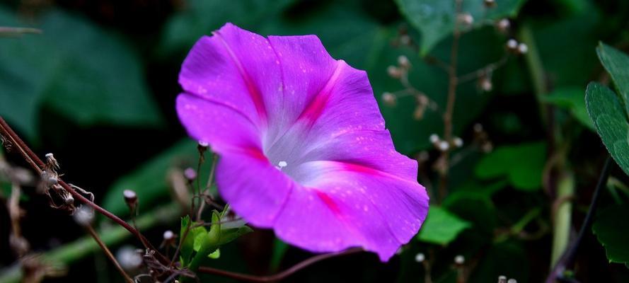 牵牛花几点开放（有关牵牛花花期简介）