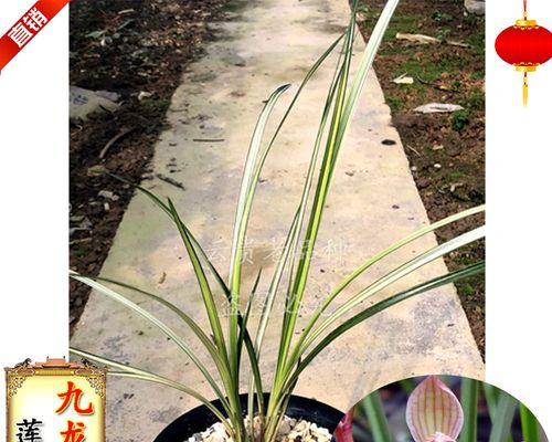 兰花种植方法要点（养殖兰花的正确方法）