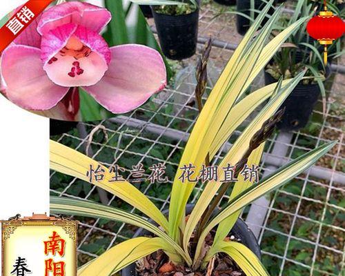 兰花种植方法要点（养殖兰花的正确方法）