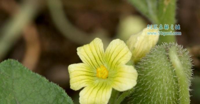 植物种子传播方式有哪些（了解植物的传播方式）