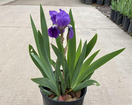 鸢尾花怎么养护（有关鸢尾花种植技术）