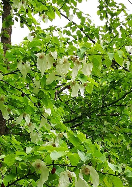 枫树简介资料介绍（枫树的特征特点和生活习性）