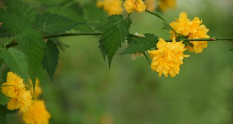 重瓣棣棠花的花语（探索重瓣棣棠花的含义及其在文化中的传承）