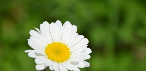 以皱菊花的花语和寓意（传递花海中的情感和哲思）