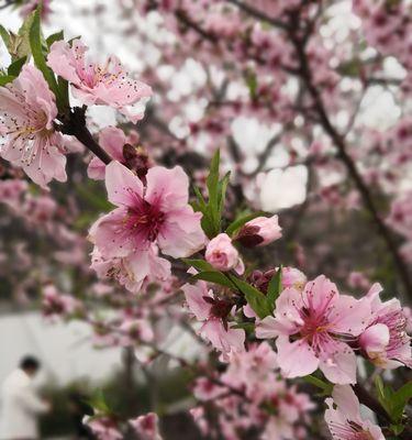 竹夹桃花的花语（桃花开在竹间）